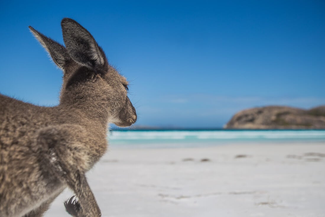 Känguru am Strand von Lucky Bay